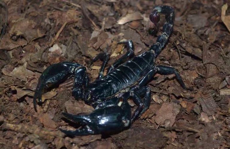 Heterometrus spinifer Scorpion for sale - HappyForestStore