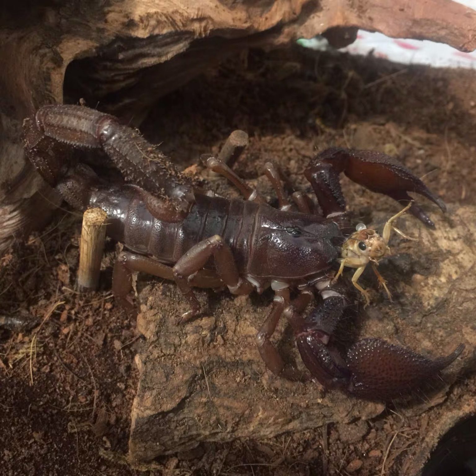 Gigantometrus swammerdami (Heterometrus swammerdami) for sale