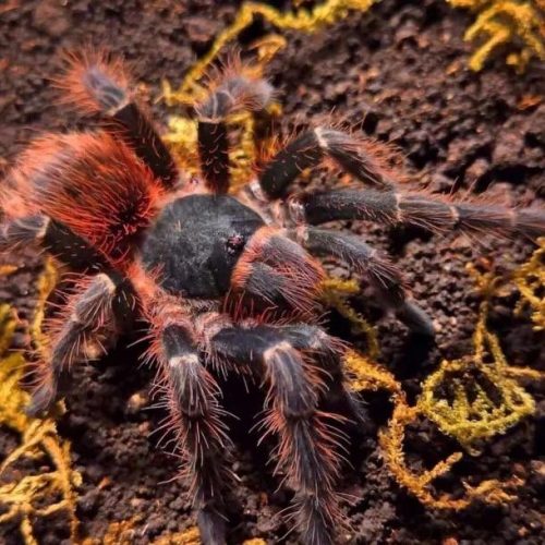 Acanthoscurria chacoana -Bolivian Red Rump Tarantula