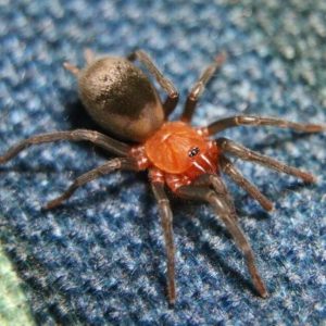 Bumba Cabocla (Brazilian Redhead Tarantula)for Sale - HappyForestStore