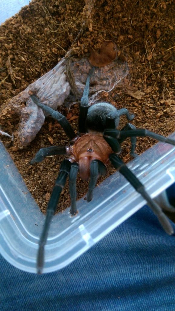 Bumba Cabocla (Brazilian Redhead Tarantula)for Sale - HappyForestStore