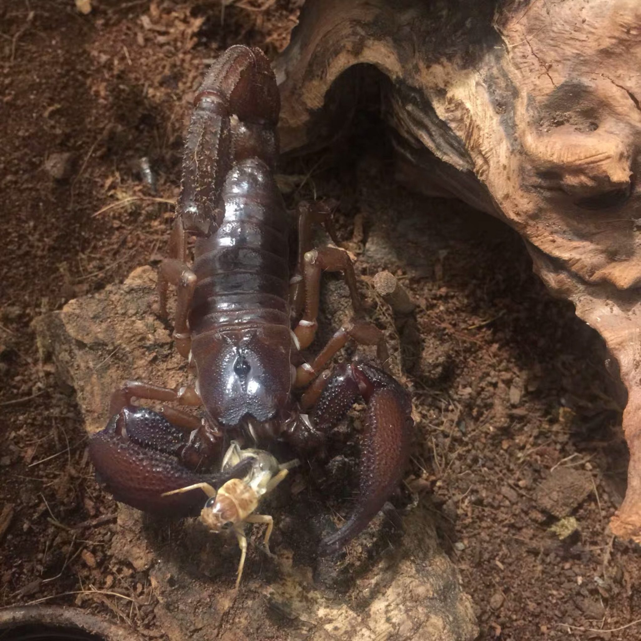 Gigantometrus swammerdami (Heterometrus swammerdami) for sale