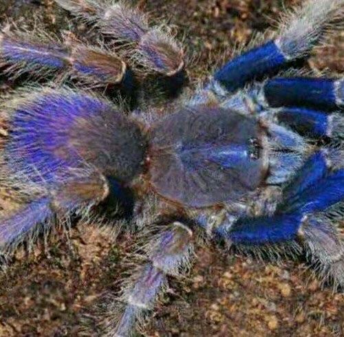 Malaysian blue femur (Psednocnemis brachyramosa)