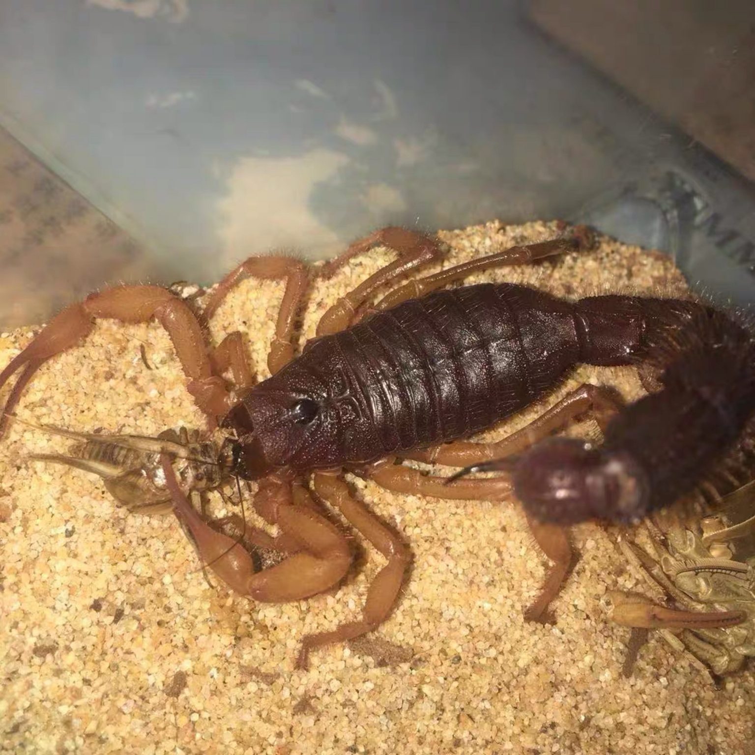 Androctonus australis,AA HappyForest