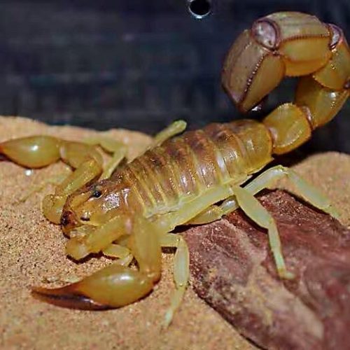 Yellow Fat-tailed Scorpion (Androctonus australis Tunesien)