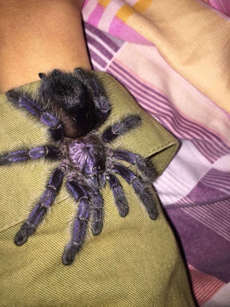 Avicularia Purpurea Purple Pinktoe Tarantula Happyforeststore