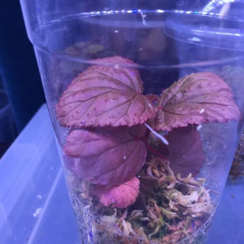 Begonia sp Pink Borneo