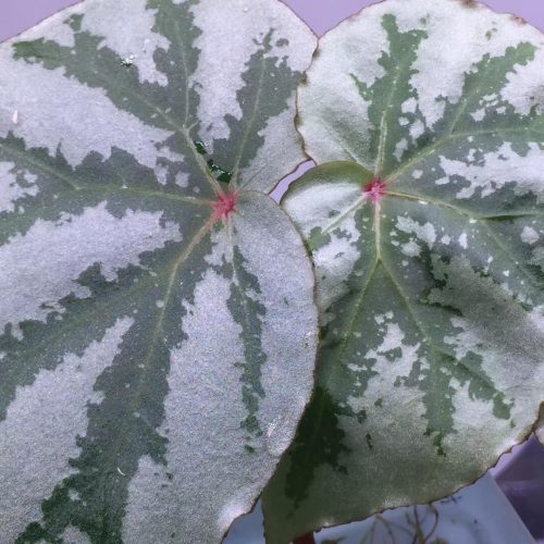 Begonia sp White & Green Kalimantan