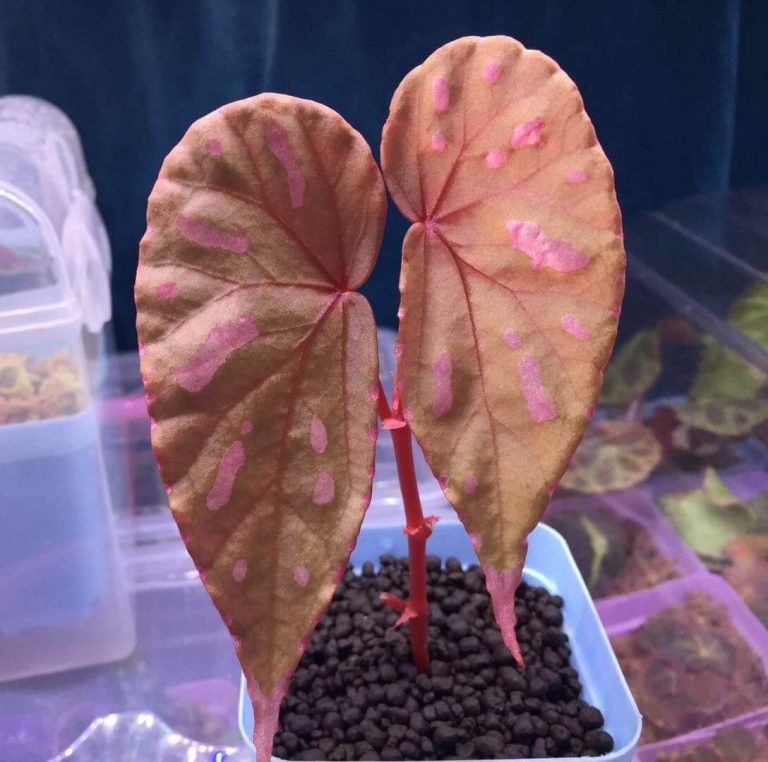 Begonia baramensis for Sale HappyForestStore