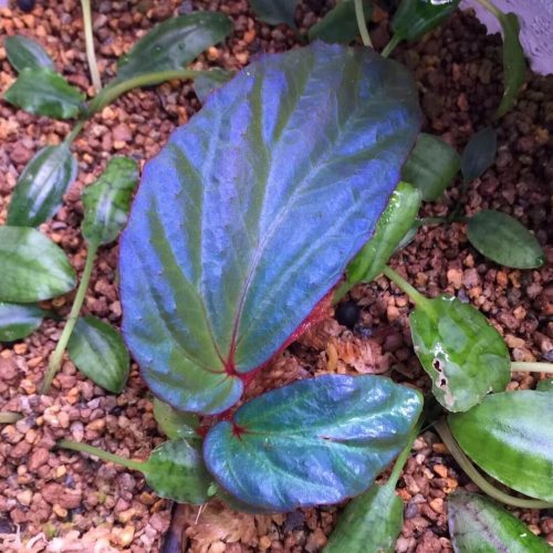 Begonia sp metallic blue Sarawak