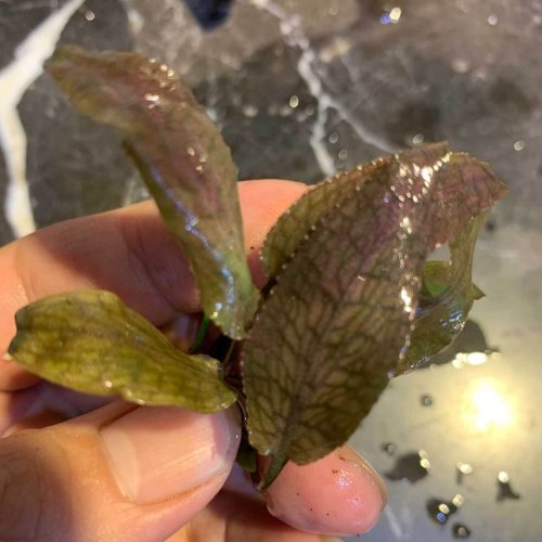 Aquatic Plants For Sale Happyforest