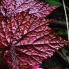 Begonia duclouxii