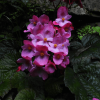 Begonia duclouxii