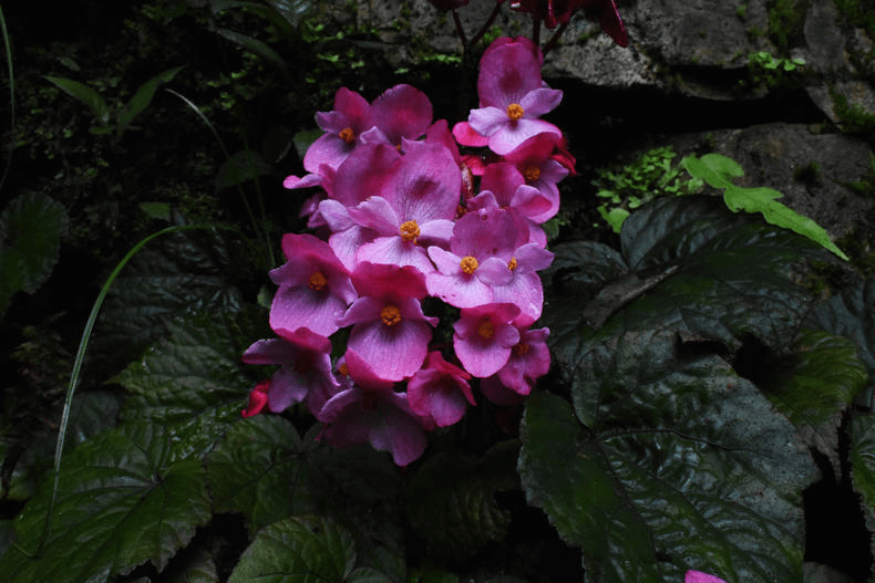 Begonia duclouxii