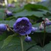 Deinanthe caerulea