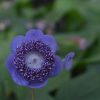 Deinanthe caerulea
