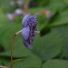 Deinanthe caerulea