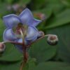 Deinanthe caerulea