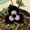 Asarum maximum