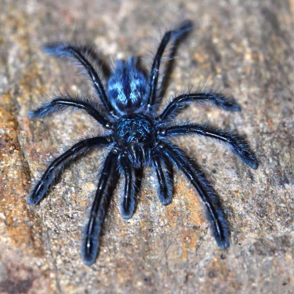 Nhandu carapoensis Brazilian Red Tarantula HappyForestStore
