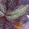 Sonerila sp Borneo