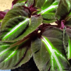 Sonerila sp fluo White veins