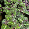 Sonerila sp fluo White veins
