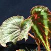 Begonia cathayana