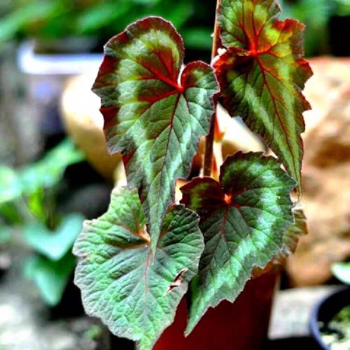 Begonia cathayana