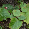 Begonia forrestii