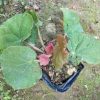 Begonia crystallina