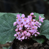 Begonia crystallina