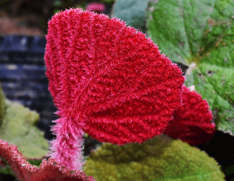 Begonia crystallina