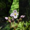 Begonia longialata