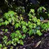 Begonia longialata