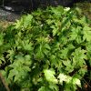 Begonia longialata