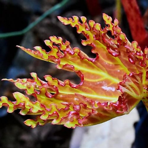 Begonia longialata