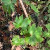 Begonia longialata