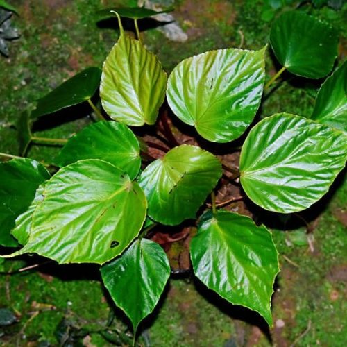 Begonia psilophylla
