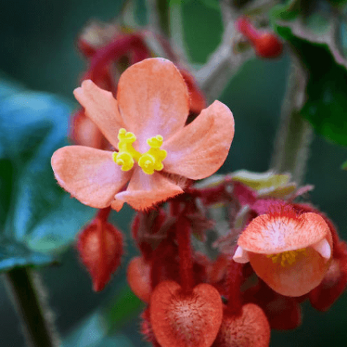 Begonia hekouensis