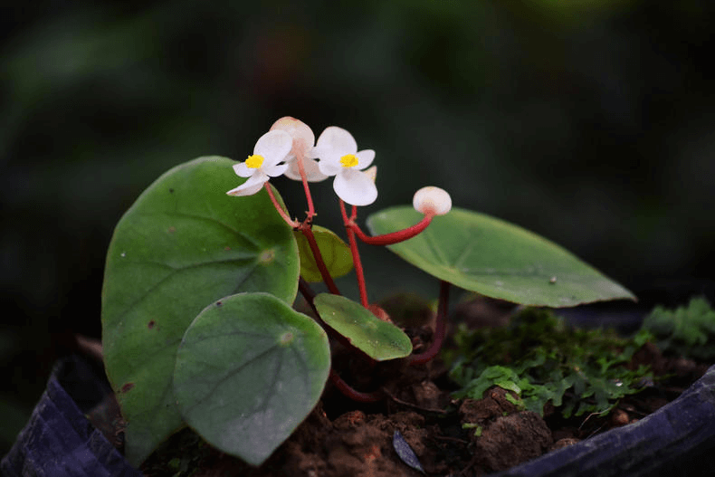 Begonia cylindrica