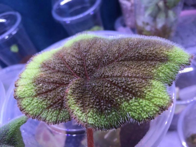 Begonia sp Green & Brown Vietnam