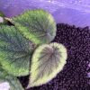 Begonia sp Green & Brown Vietnam
