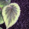 Begonia sp Green & Brown Vietnam