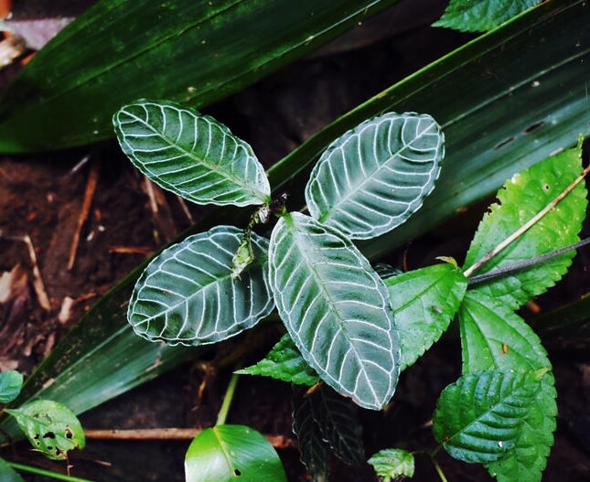 Psychotria calocarpa