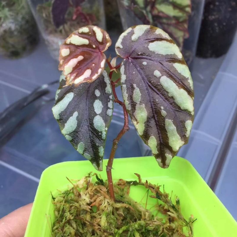 Begonia lichenora for Sale HappyForest