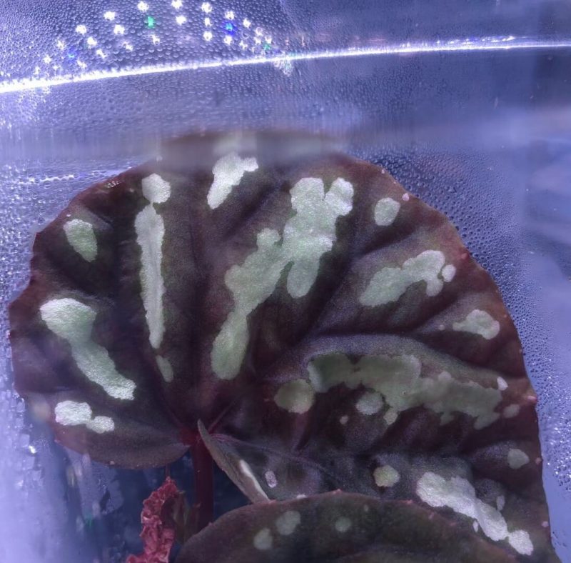 Begonia sp Borneo