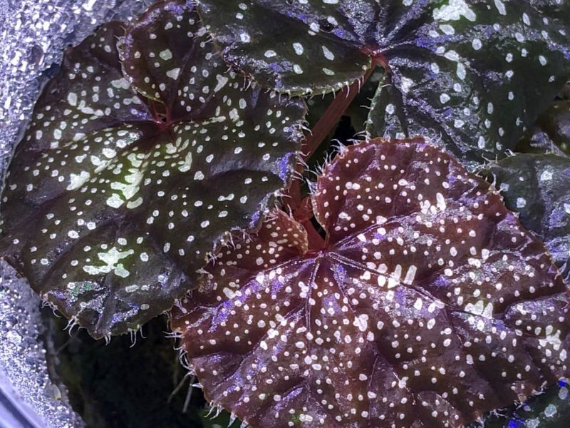 Begonia sp White spots Thailand
