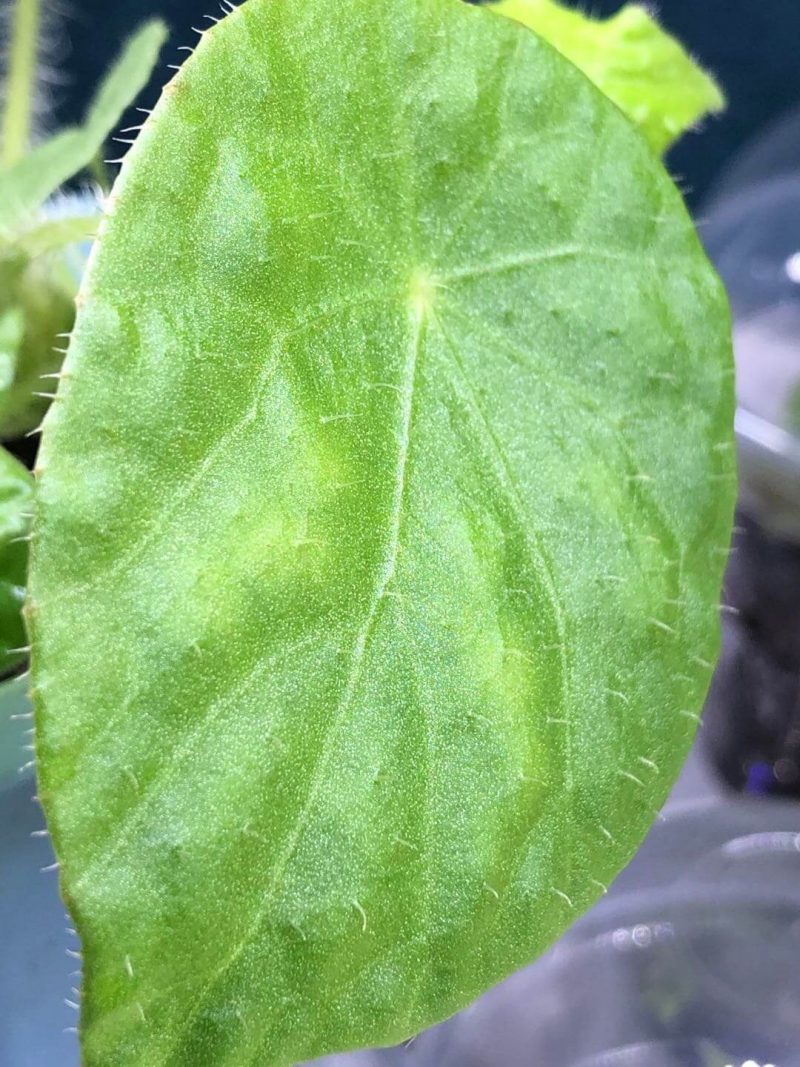Begonia sudjanae
