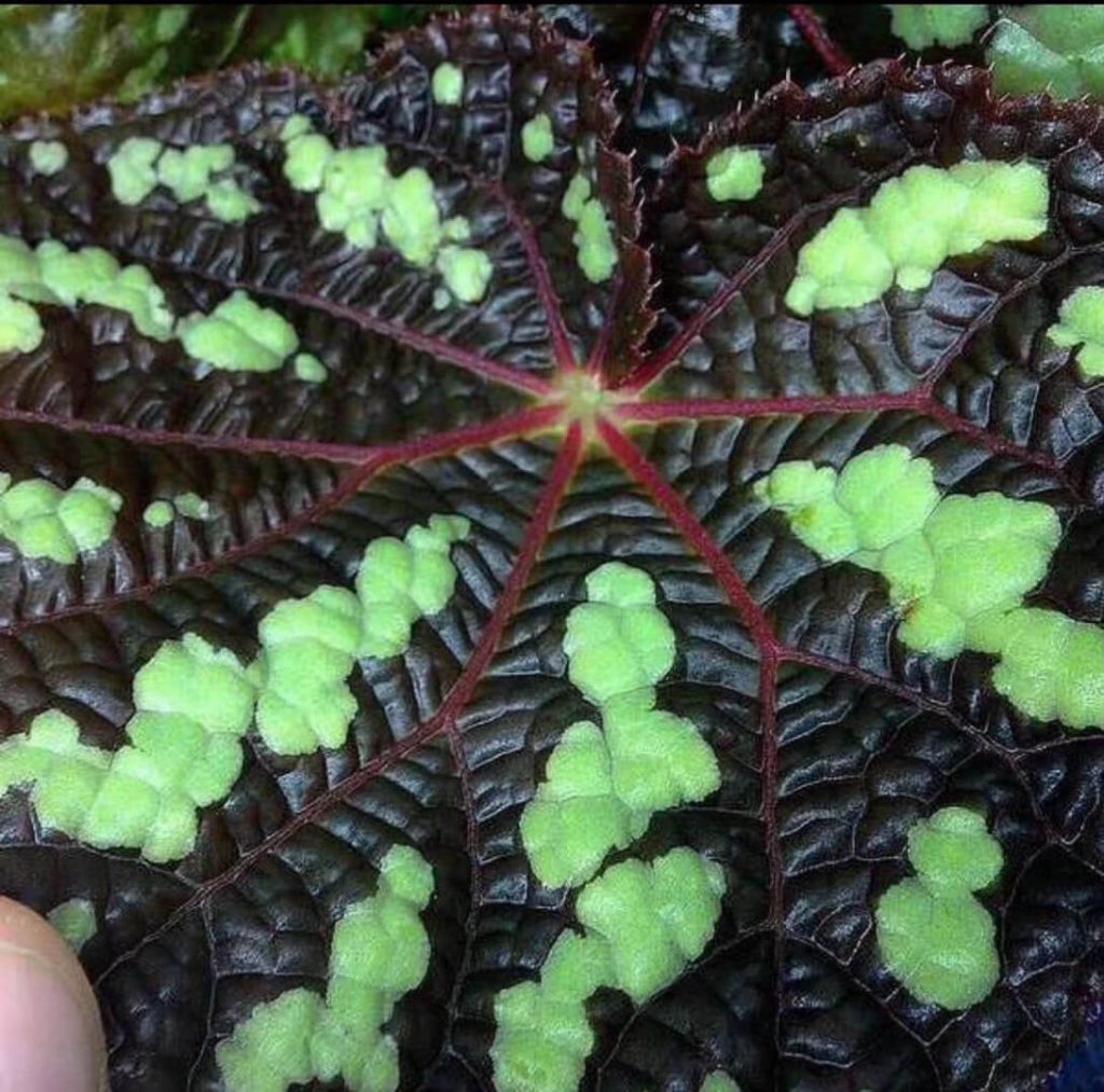 Begonia xanthina India for Sale - HappyForestStore